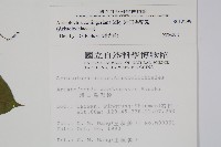 港口馬兜鈴  藏品圖，第2張