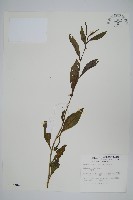 青葙藏品圖，第1張