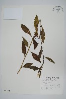 青葙藏品圖，第1張