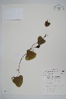 港口馬兜鈴  藏品圖，第1張