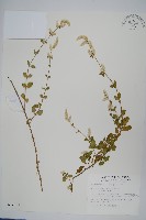 蔓雞冠、絹毛莧藏品圖，第1張