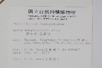 蔓雞冠、絹毛莧藏品圖，第2張