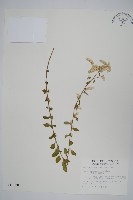 蔓雞冠、絹毛莧藏品圖，第1張