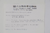 蔓雞冠、絹毛莧藏品圖，第2張