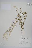 蔓雞冠、絹毛莧藏品圖，第1張