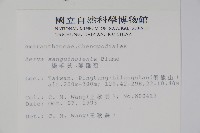 蔓雞冠、絹毛莧藏品圖，第2張