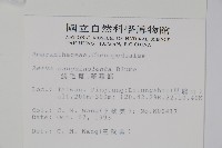 蔓雞冠、絹毛莧藏品圖，第2張