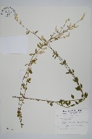 蔓雞冠、絹毛莧藏品圖，第1張