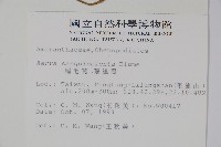 蔓雞冠、絹毛莧藏品圖，第2張