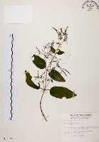 旋莢木藏品圖，第1張