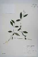 針刺草藏品圖，第1張