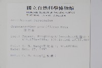 針刺草藏品圖，第2張