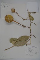 山柑、臺灣山柑藏品圖，第1張