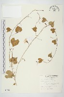 野牽牛藏品圖，第1張