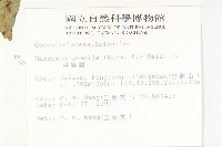 菜欒藤藏品圖，第2張