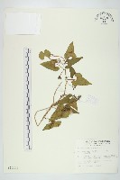 菜欒藤藏品圖，第1張