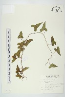 菜欒藤藏品圖，第1張