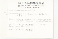 菜欒藤藏品圖，第2張