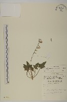 中原氏鬼督郵藏品圖，第1張