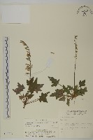 中原氏鬼督郵藏品圖，第1張