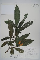 長穗馬藍藏品圖，第1張