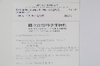 長穗馬藍藏品圖，第2張