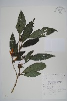 長穗馬藍藏品圖，第1張