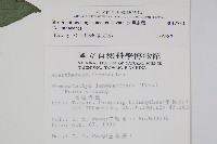 長穗馬藍藏品圖，第2張