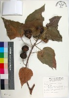 繖楊、截萼黃槿藏品圖，第1張