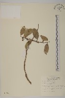 光果南蛇藤藏品圖，第1張