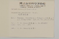 光果南蛇藤藏品圖，第2張