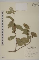 光果南蛇藤藏品圖，第1張