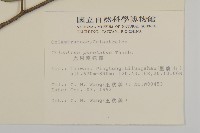 光果南蛇藤藏品圖，第2張