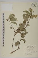 光果南蛇藤藏品圖，第1張