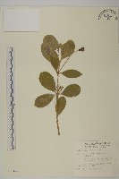 交趾衛矛藏品圖，第1張