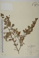 刺裸實、變葉裸實藏品圖，第1張