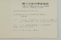 刺裸實、變葉裸實藏品圖，第2張