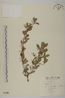 刺裸實、變葉裸實藏品圖，第1張