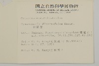 刺裸實、變葉裸實藏品圖，第2張