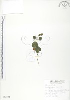 苞花蔓藏品圖，第1張