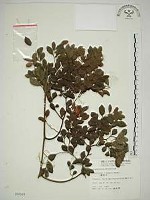 翼核木藏品圖，第1張