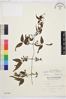 臺灣鐵線蓮藏品圖，第1張