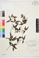 臺灣鐵線蓮藏品圖，第1張