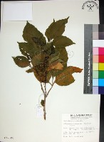 止宮樹藏品圖，第1張