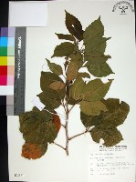 止宮樹藏品圖，第1張