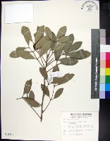 紅柴藏品圖，第1張