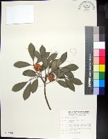 紅柴藏品圖，第1張