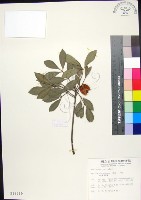 紅柴藏品圖，第1張