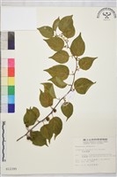 亞洲濱棗藏品圖，第1張