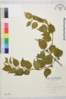 亞洲濱棗藏品圖，第1張